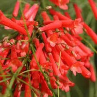Russelia blume samen for anpflanzung - hardy variety, heirloom & gmo free samen for home garten
 
 sale for anpflanzung in home garten.
