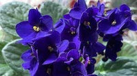 Saintpaulia blume samen for anpflanzung long bloom season heirloom & gmo free samen for home garten 
 
 sale for anpflanzung in home garten