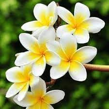Frangipani Blumensamen zur Aussaat robust Sorte Traditionssorte & ohne Gentechnik Samen Hausgarten