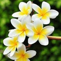 Frangipani Blumensamen zur Aussaat robust Sorte Traditionssorte & ohne Gentechnik Samen Hausgarten