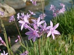 Tulbaghia blume samen for anpflanzung - bright blooms, heirloom & gmo free samen for home garten
 
 sale for anpflanzung in home garten.