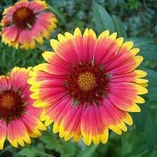 Gaillardia blume samen for anpflanzung vibrant colors heirloom & gmo free samen for home garten 
 
 sale for anpflanzung in home garten