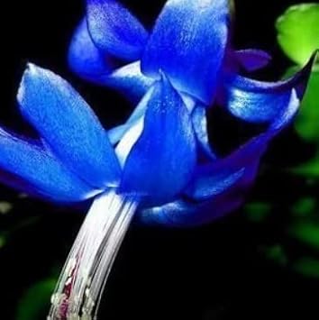 Blau zygocactus blume samen for anpflanzung - seasonal bloomer, heirloom & gmo free samen for home garten
 
 sale for anpflanzung in home garten.