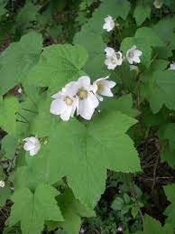 Rubus (rubus parviflorus) samen for anpflanzung in home garten
