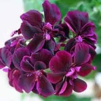 Dark rosa schwarz geranium blume samen for anpflanzung, heirloom non-gmo organic garten samen
 
 sale samen for home garten