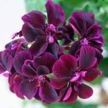 Dark rosa schwarz geranium blume samen for anpflanzung, heirloom non-gmo organic garten samen
 
 sale samen for home garten