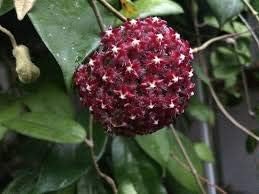Rosa buddleia blume samen for anpflanzung shade tolerant heirloom & gmo free samen for home garten
 
 sale for anpflanzung in home garten