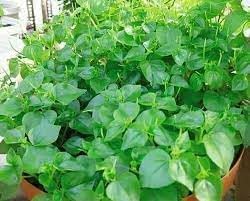 Pellucida blume samen for anpflanzung - perfect for borders, heirloom & gmo free samen for home garten
 
 sale samen for home garten