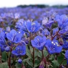 Heirloom campanularia blume samen for anpflanzung seasonal bloomer heirloom & gmo free samen for home garten 
 
 sale for anpflanzung in home garten