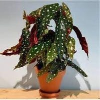 Begonia blume samen for anpflanzung - shade tolerant, heirloom & gmo free samen for home garten
 
 sale for anpflanzung in home garten.