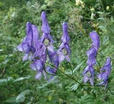 Heirloom aconitum blume samen for anpflanzung hardy variety heirloom & gmo free samen for home garten 
 
 sale for anpflanzung in home garten