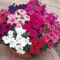 Prism Dewberry Sundae Petunie Samen Garten Blüten