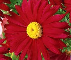 Chrysanthemum robinson blume samen for anpflanzung easy to grow heirloom & gmo free samen for home garten 
 
 sale for anpflanzung in home garten