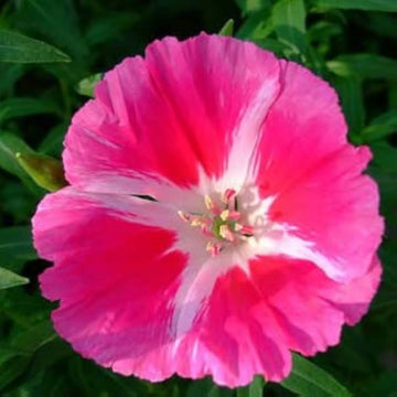 Rosa godetia blume samen for anpflanzung - pollinator friendly, heirloom & gmo free samen for home garten
 
 sale for anpflanzung in home garten.