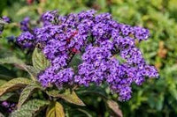 Heliotrope blume samen for anpflanzung - wildflower mix, heirloom & gmo free samen for home garten
 
 sale samen for anpflanzung in home garten