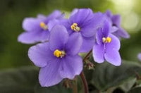 Sky blau saintpaulia blume samen for anpflanzung - easy to grow, heirloom & gmo free samen for home garten
 
 sale samen for home garten