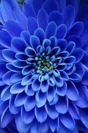 Dahlia sky blau blume samen for anpflanzung - fragrant blossoms, heirloom & gmo free samen for home garten
 
 sale samen for home garten