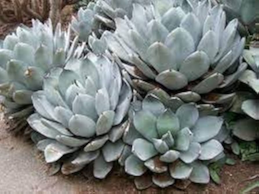 Grün Agave Parryi Blumensamen zur Aussaat – hochwertige Qualitäts- – Traditionssorte & ohne Gentechnik Samen Hausgarten