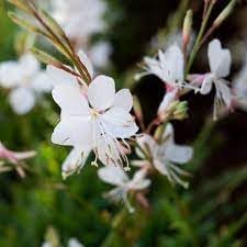 Gaura lindheimeri blume samen for anpflanzung - colorful display, heirloom & gmo free samen for home garten
 
 sale for anpflanzung in home garten