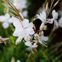 Gaura lindheimeri blume samen for anpflanzung - colorful display, heirloom & gmo free samen for home garten
 
 sale for anpflanzung in home garten