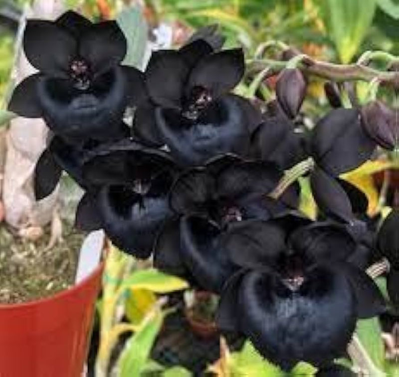 Schwarz dendrobium blume samen for anpflanzung - sun loving, heirloom & gmo free samen for home garten
 
 sale samen for home garten