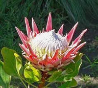 Protea blume samen for anpflanzung - sun loving, heirloom & gmo free samen for home garten
 
 sale for anpflanzung in home garten