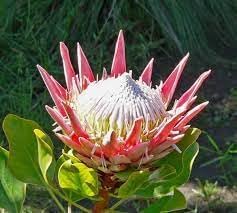 Protea blume samen for anpflanzung - sun loving, heirloom & gmo free samen for home garten
 
 sale for anpflanzung in home garten