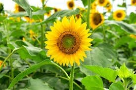 Sunflower (sunflower blume) samen for anpflanzung in home garten