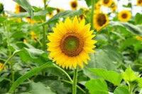 Sunflower (sunflower blume) samen for anpflanzung in home garten