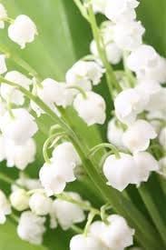 Heirloom bell orchid blume samen for anpflanzung fragrant blossoms heirloom & gmo free samen for home garten 
 
 sale for anpflanzung in home garten