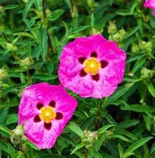 Hardy cistus blume samen for anpflanzung