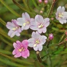 Epilobium blume samen for anpflanzung - bright blooms, heirloom & gmo free samen for home garten
 
 sale for anpflanzung in home garten.