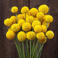 Craspedia Blumensamen zur Aussaat Anzucht Traditionssorte & ohne Gentechnik Samen Hausgarten