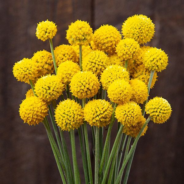 Craspedia Blumensamen zur Aussaat Anzucht Traditionssorte & ohne Gentechnik Samen Hausgarten