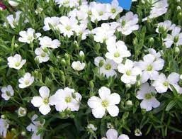 Avalanche blume samen for anpflanzung - seasonal bloomer, heirloom & gmo free samen for home garten
 
 sale samen for anpflanzung in home garten