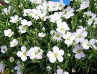 Avalanche blume samen for anpflanzung - seasonal bloomer, heirloom & gmo free samen for home garten
 
 sale samen for anpflanzung in home garten