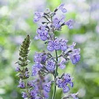 Nepeta racemosa blume samen for anpflanzung - shade tolerant, heirloom & gmo free samen for home garten
 
 sale samen for anpflanzung in home garten