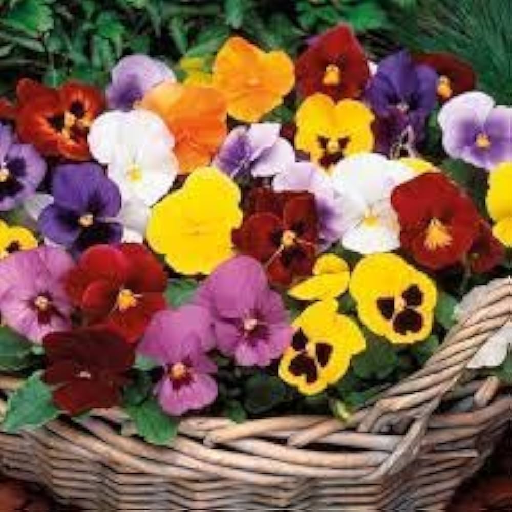 Stiefmütterchen riesig Ruby Samen zur Aussaat Garten Rabatten Cool Saison Blüten