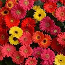 Gerbera blume samen for anpflanzung - fragrant blossoms, heirloom & gmo free samen for home garten
 
 sale samen for home garten