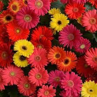 Gerbera blume samen for anpflanzung - fragrant blossoms, heirloom & gmo free samen for home garten
 
 sale samen for home garten