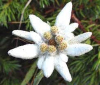 Heirloom edelweiss blume samen for anpflanzung perfect for borders heirloom & gmo free samen for home garten 
 
 sale for anpflanzung in home garten