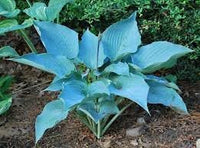 Hosta blume samen for anpflanzung - drought tolerant, heirloom & gmo free samen for home garten
 
 sale samen for home garten