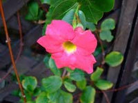 Dipladenia blume samen for anpflanzung - pollinator friendly, heirloom & gmo free samen for home garten
 
 sale for anpflanzung in home garten