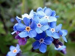 Myosotis sylvatica blume samen for anpflanzung - pollinator friendly, heirloom & gmo free samen for home garten
 
 sale samen for home garten