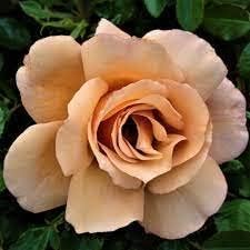 Braun rose blume samen blume samen for anpflanzung compact growth heirloom & gmo free samen for home garten 
 
 sale for anpflanzung in home garten