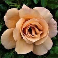 Braun rose blume samen blume samen for anpflanzung compact growth heirloom & gmo free samen for home garten 
 
 sale for anpflanzung in home garten