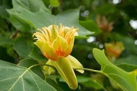 Liriodendron blume samen for anpflanzung - drought tolerant, heirloom & gmo free samen for home garten
 
 sale samen for home garten