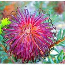 Violet (violet banksia) samen for anpflanzung in home garten