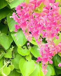 Antigonon blume samen for anpflanzung - colorful display, heirloom & gmo free samen for home garten
 
 sale for anpflanzung in home garten.