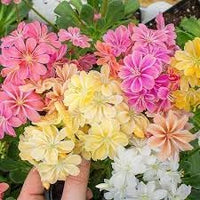 Lewisia blume samen for anpflanzung long bloom season heirloom & gmo free samen for home garten 
 
 sale for anpflanzung in home garten